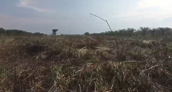 ขายที่ดินเปล่า 23-0-11 ไร่ จังหวัดนครศรีธรรมราช อำเภอร่อนพิบูลย์ เหมาะสำหรับทำการเกษตร